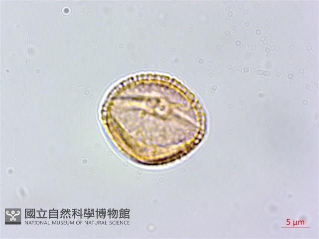 白飯樹藏品圖，第2張