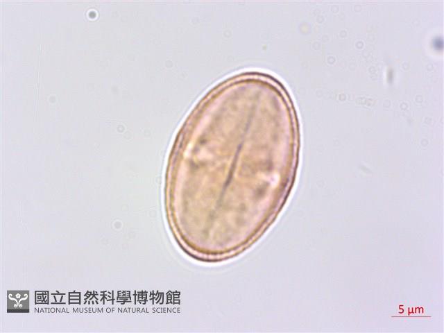 細葉零餘子、澤芹藏品圖，第2張