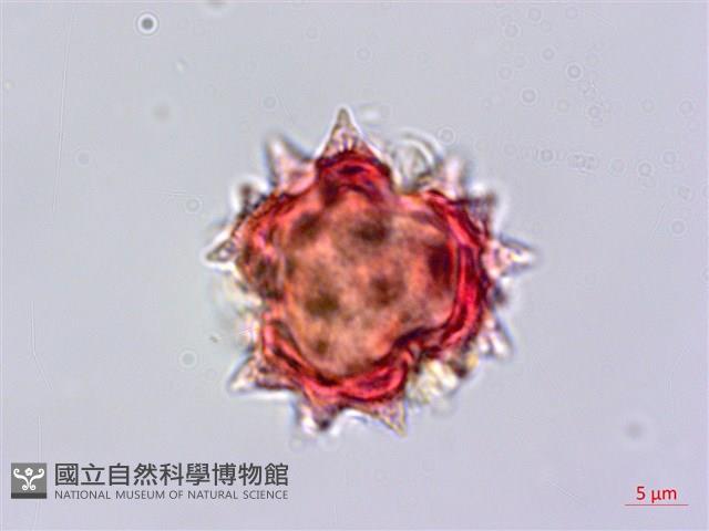 裂葉艾納香藏品圖，第3張