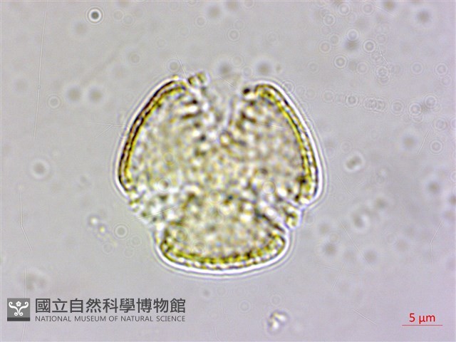 大肚山威靈仙藏品圖，第3張
