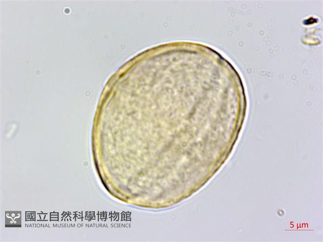 五葉山芹菜藏品圖，第2張