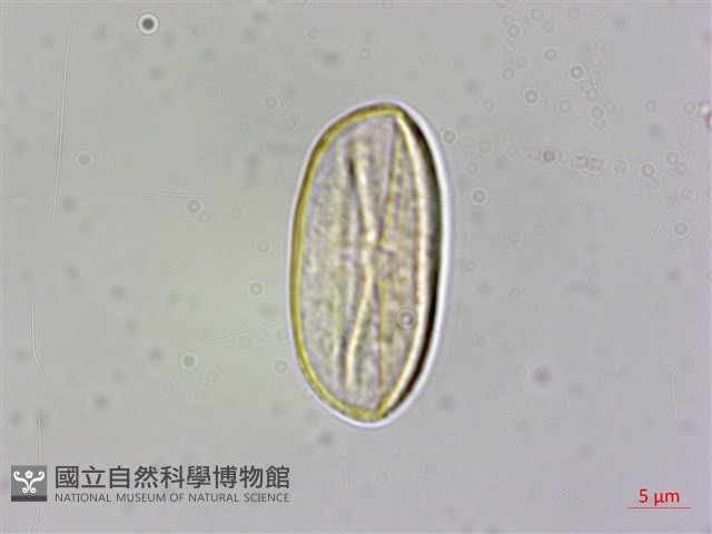 水鴨腳藏品圖，第2張
