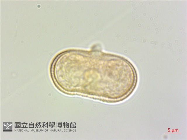 竊衣藏品圖，第2張