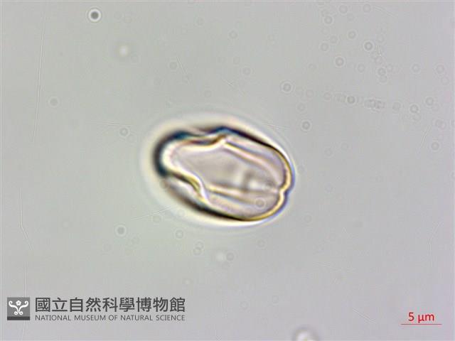 蘭嶼秋海棠藏品圖，第2張