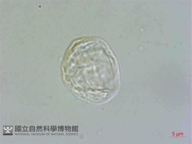 墻草藏品圖，第2張