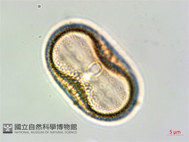 狹葉爵床藏品圖，第3張