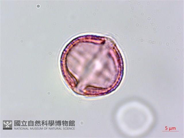 假鐵莧藏品圖，第3張