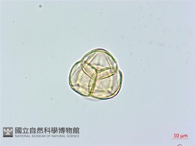 登錄號:S074811藏品圖，第2張