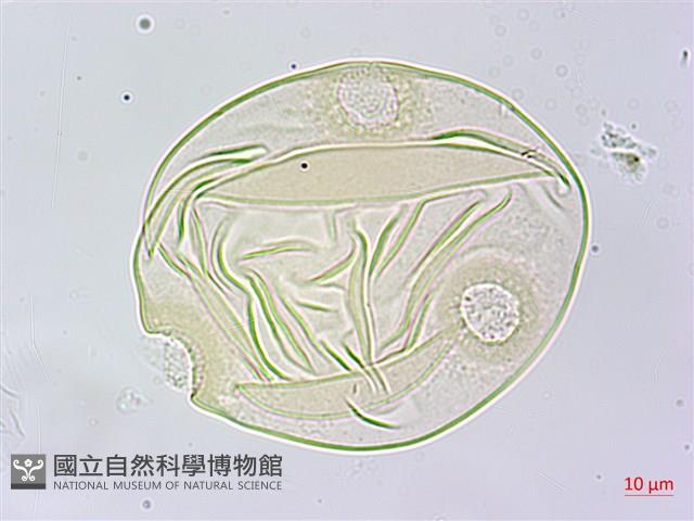 王瓜藏品圖，第3張