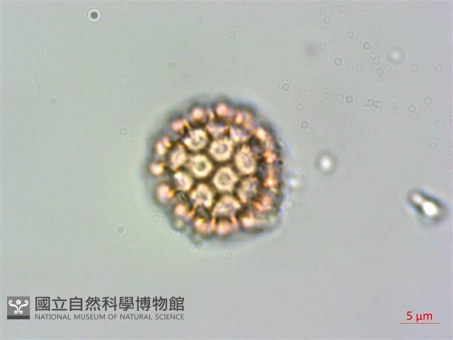 假千日紅藏品圖，第3張