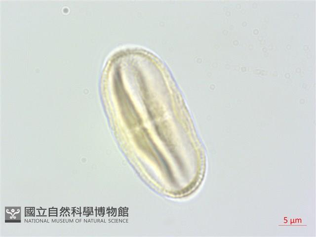 野當歸藏品圖，第2張