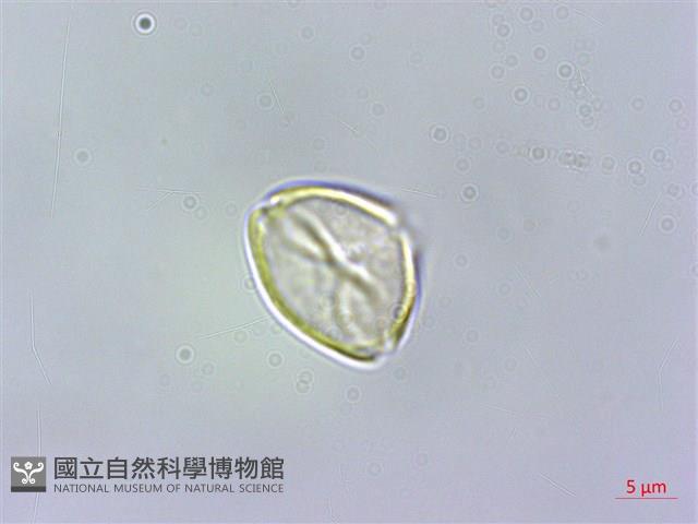 細脈赤楠藏品圖，第2張