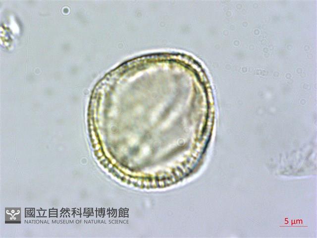 交趾衛矛藏品圖，第2張