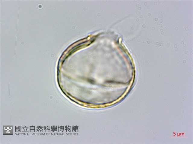 田代氏乳豆藏品圖，第2張
