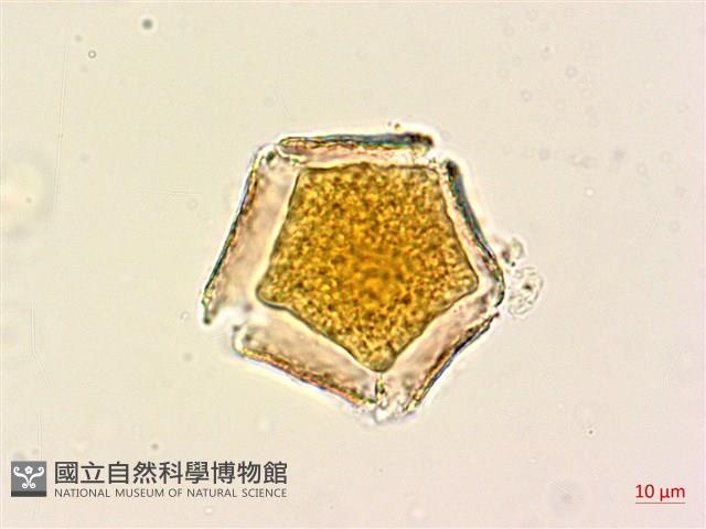 青脆枝藏品圖，第3張
