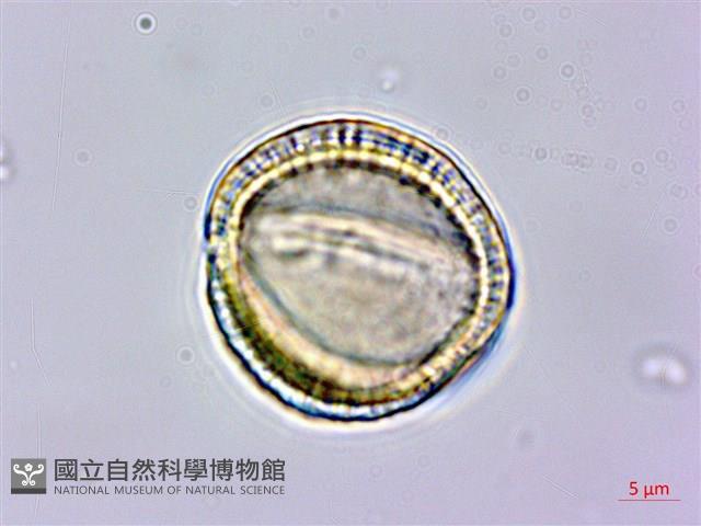 亨利氏伊立基藤藏品圖，第3張