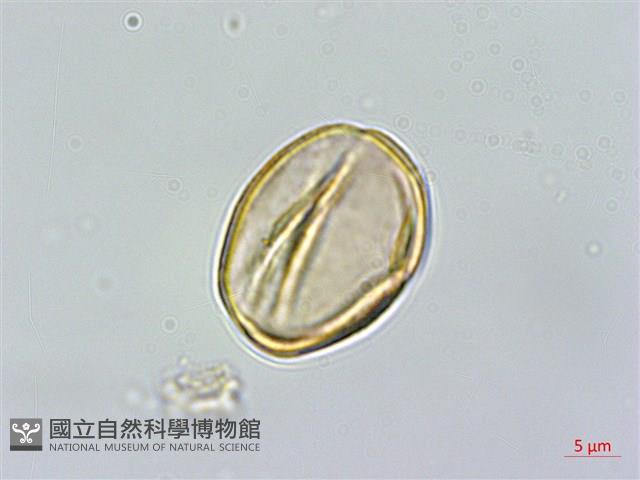 連翹、黃海棠、湖南連翹藏品圖，第2張