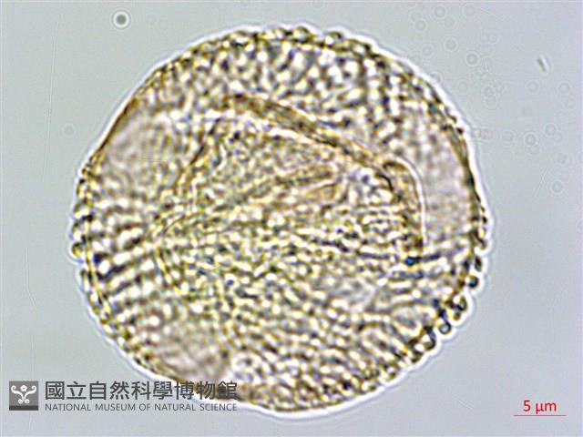 伊澤山龍膽藏品圖，第2張