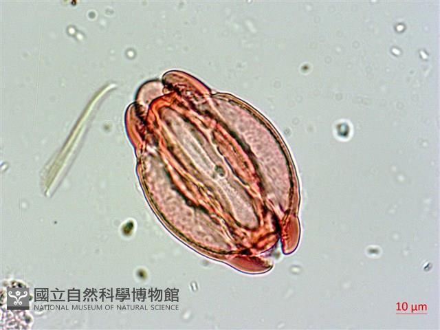 Indian Barringtonia Collection Image, Figure 3, Total 4 Figures