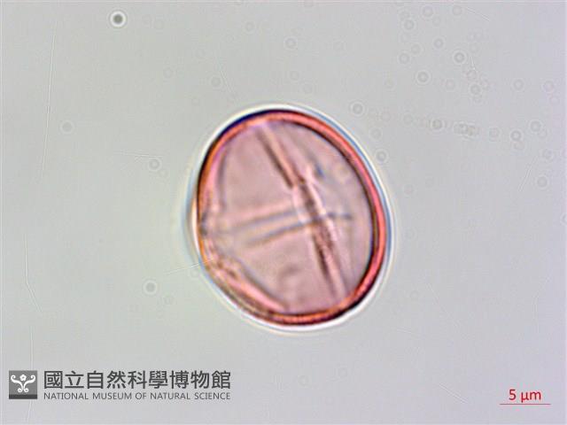 中華秋海棠藏品圖，第3張