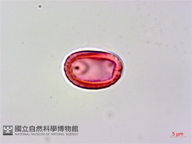 流蘇子藏品圖，第2張