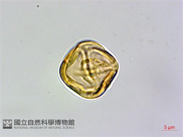 金絲梅、雲南連翹、芒種花藏品圖，第2張