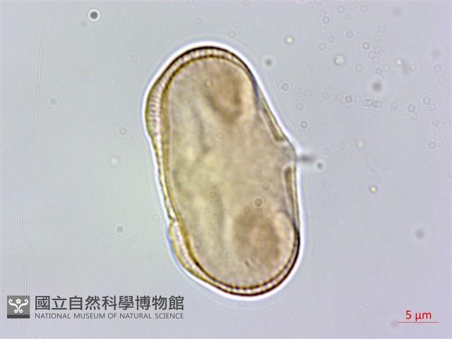 胡荽、莞蓑、香菜、莞菜藏品圖，第2張