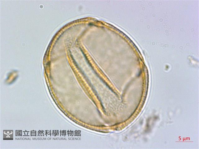 小羊蹄、刺果羊蹄藏品圖，第2張