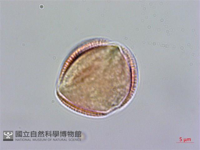 小花南芥藏品圖，第3張