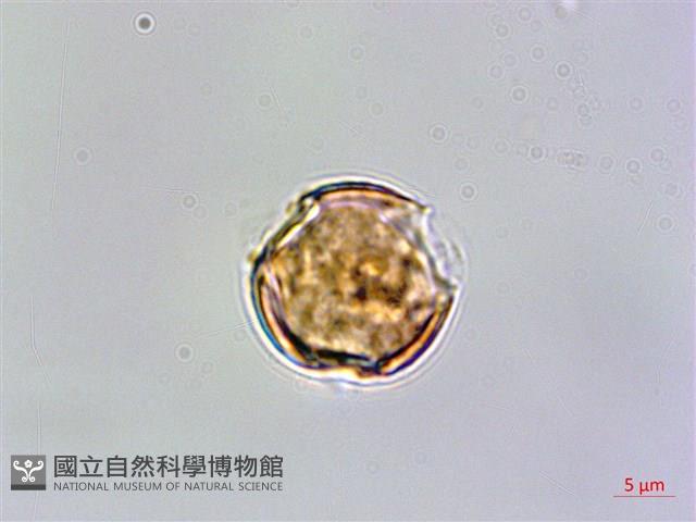 玉山佛甲草藏品圖，第3張