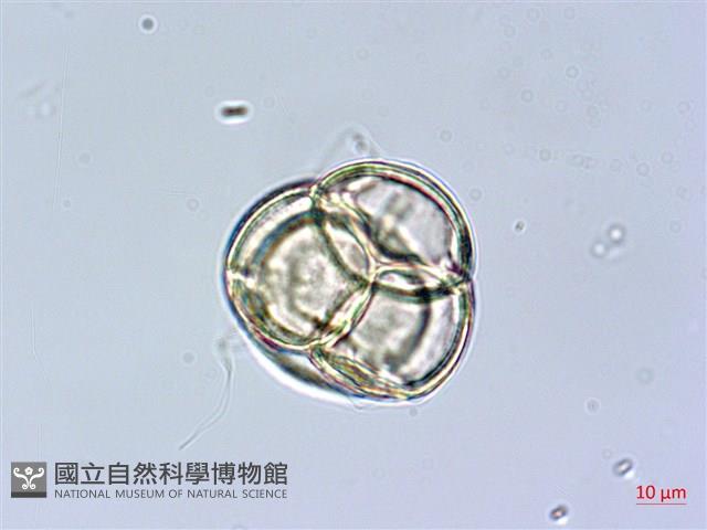 金毛杜鵑藏品圖，第3張