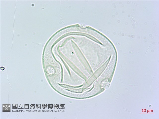 槭葉括摟藏品圖，第3張