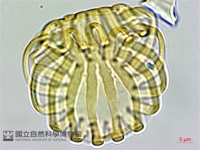 西伯利亞遠志藏品圖，第2張