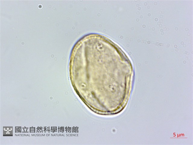 登錄號:S100731藏品圖，第2張