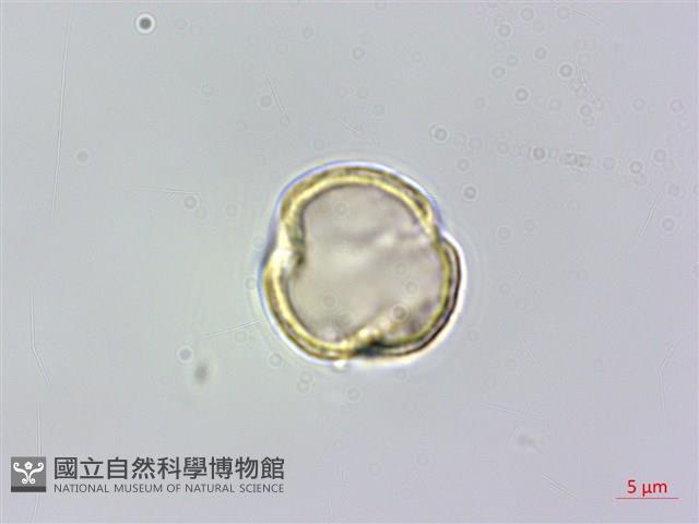 梨山小蓑衣藤藏品圖，第3張