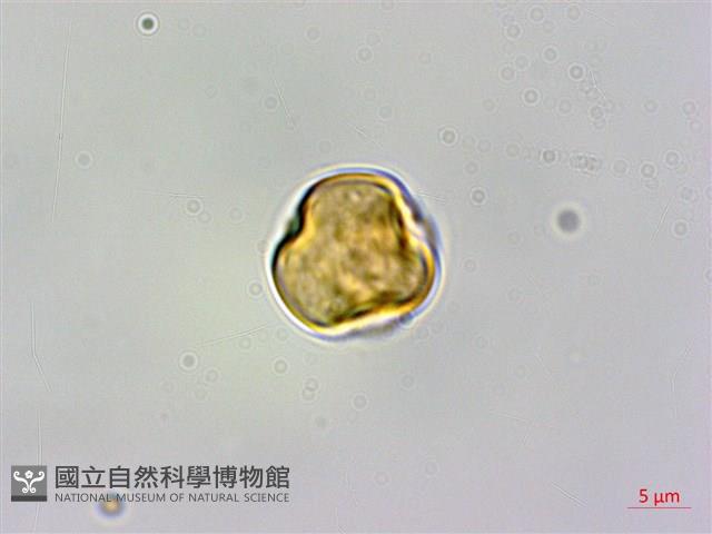 粗毛柃木藏品圖，第2張