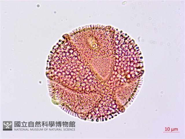 搭肉刺藏品圖，第3張