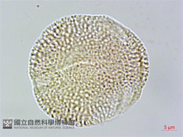 大丁黃藏品圖，第3張