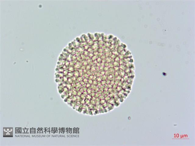 白瑞香藏品圖，第2張