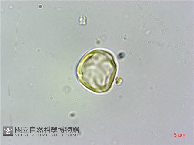 密脈赤楠藏品圖，第2張