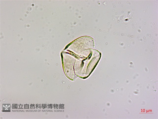 椆樹桑寄生, 大葉榿寄生藏品圖，第2張