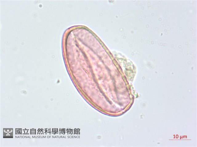 布袋蓮、鳳眼蓮、浮水蓮花藏品圖，第2張
