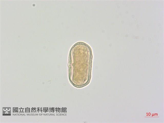 森氏當歸藏品圖，第2張