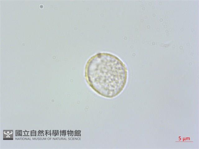糙梗樓梯草藏品圖，第2張