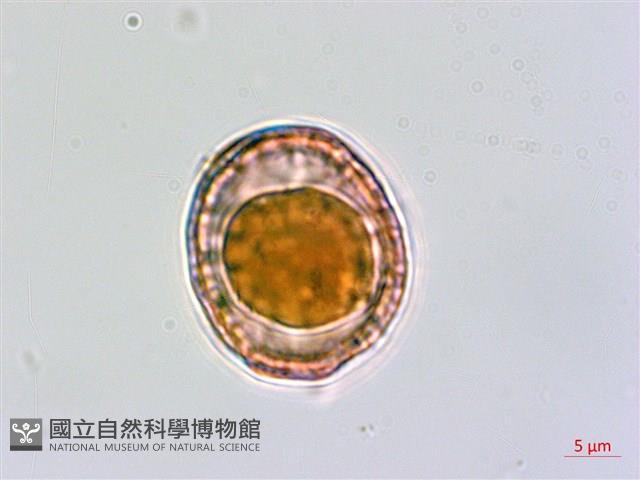 小葉莢迷藏品圖，第3張