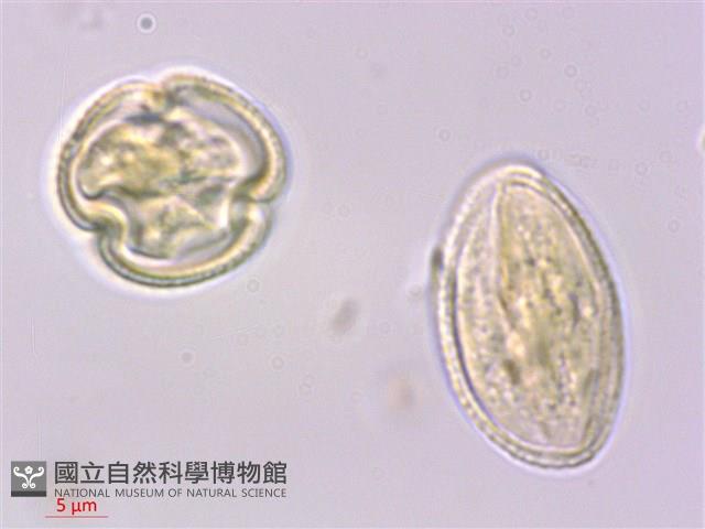 多花泡花樹藏品圖，第2張