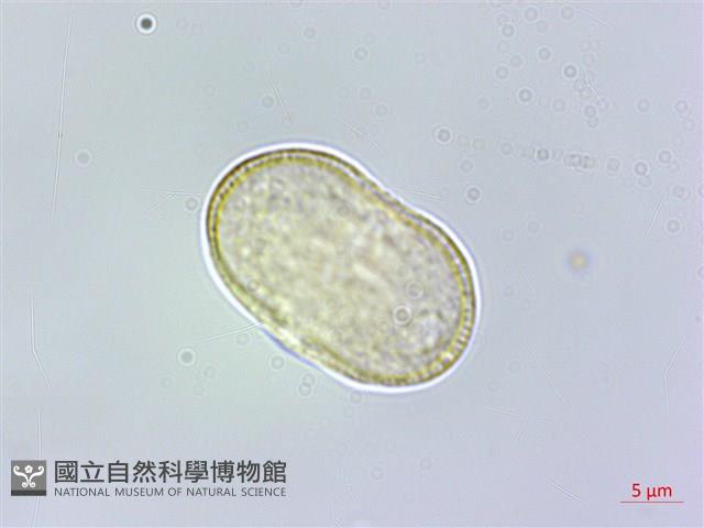 田莧蒿藏品圖，第2張