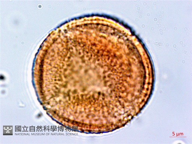 皮孫木藏品圖，第3張