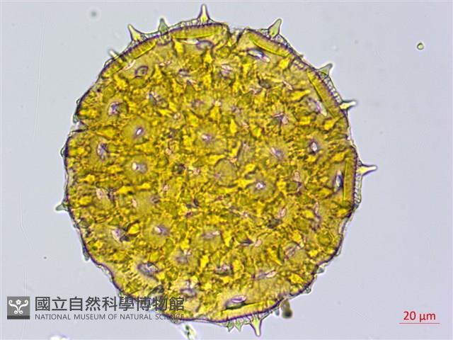 心葉蔦蘿藏品圖，第2張