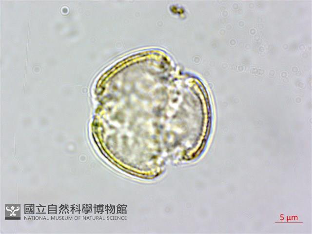 串鼻龍藏品圖，第2張
